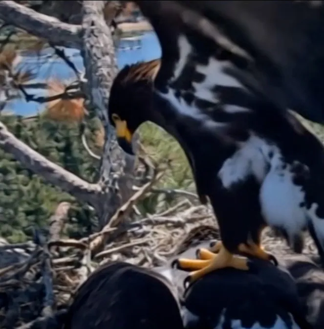 An eaglet with its wings spread, standing on another eaglet in a nest.