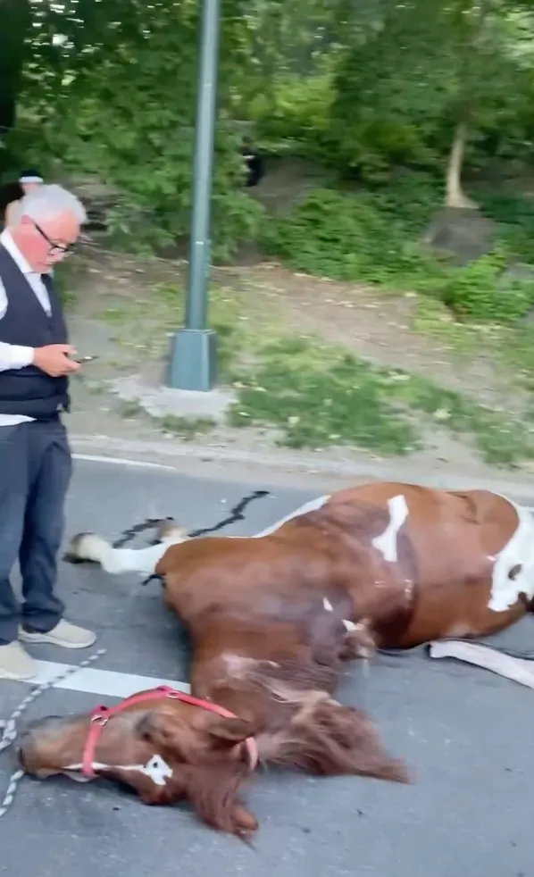 A carriage horse collapsed and died in Central Park as a man stands nearby looking at his phone.