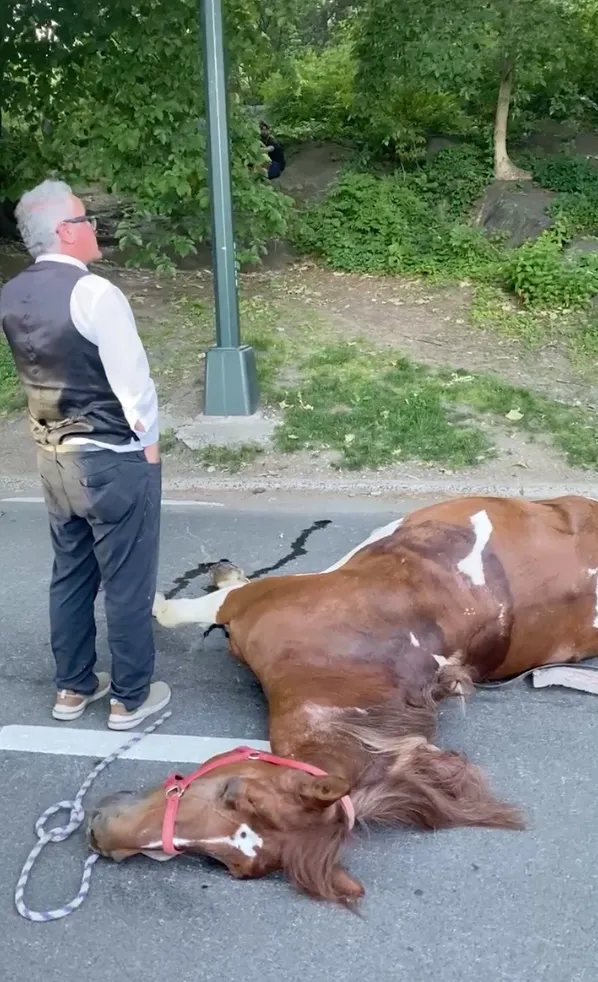 A carriage horse lies collapsed on an asphalt road in Central Park, as a man in a vest and white shirt stands over it, looking away.
