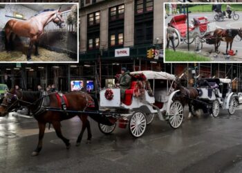 Central Park carriage horses return to work – as bombshell report finds horses with scarring, cramped stables