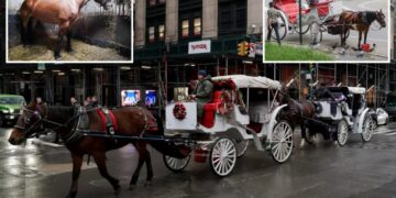 Central Park carriage horses return to work – as bombshell report finds horses with scarring, cramped stables