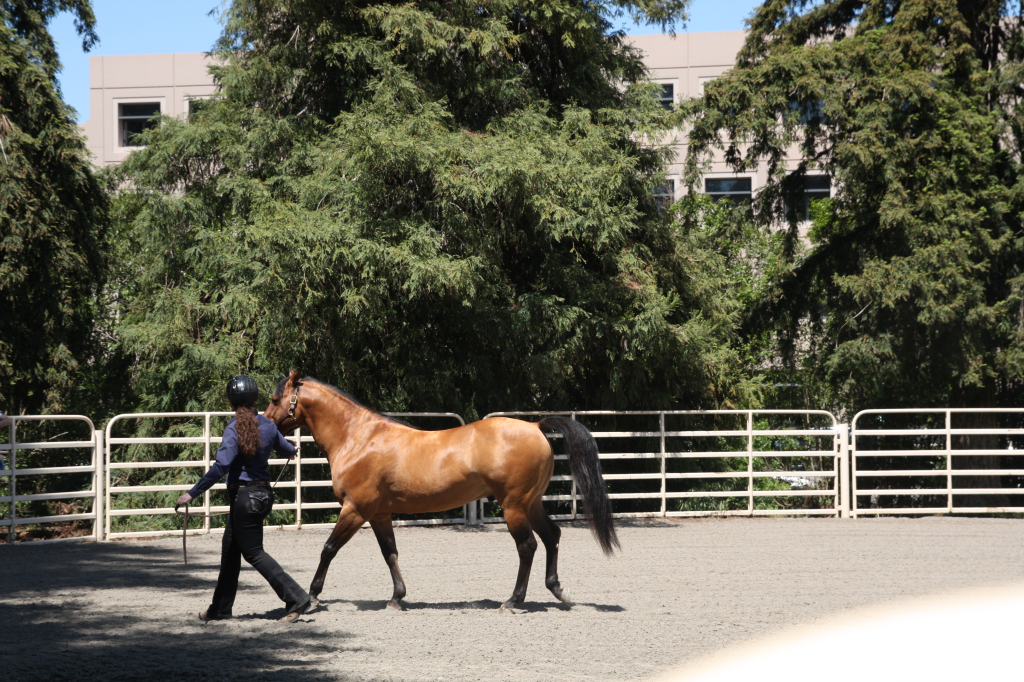 A student leads a horse around a dirt corral at UC Davis.