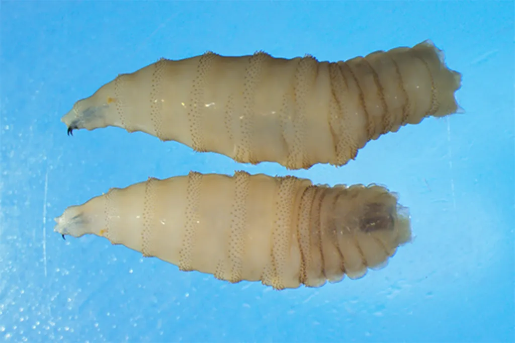 Two New World screwworm larvae.
