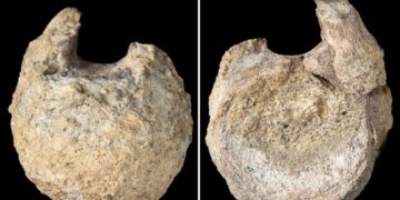 Antarctica’s first-ever dinosaur bone discovered collecting dust in drawer for over 40 years