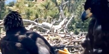Big Bear bald eagle chicks growing fast as they prepare for major milestone