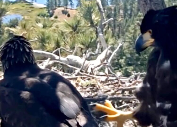 Big Bear bald eagle chicks growing fast as they prepare for major milestone
