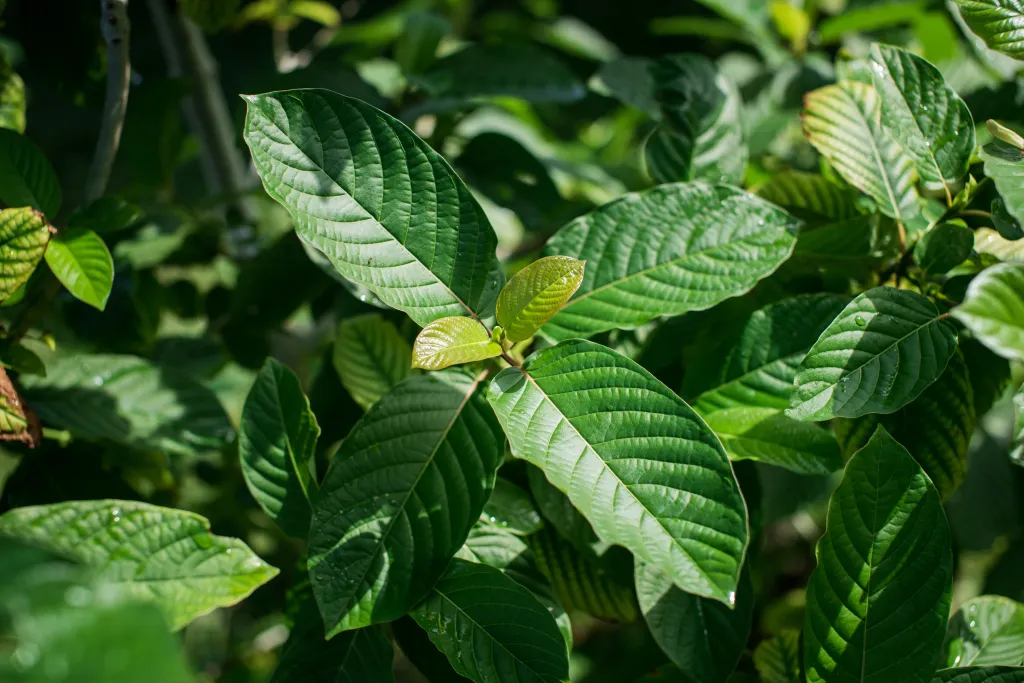 A raw kratom plant, which is used in Southeast Asian traditional medicine and the source of hyper-refined 7-OH.