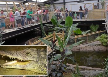 3-year-old was thrown into crocodile pit by man with learning disabilities deemed unfit for police interview