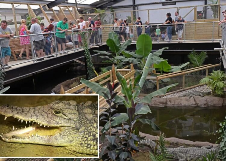3-year-old was thrown into crocodile pit by man with learning disabilities deemed unfit for police interview