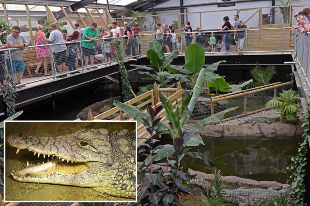 3-year-old was thrown into crocodile pit by man with learning disabilities deemed unfit for police interview