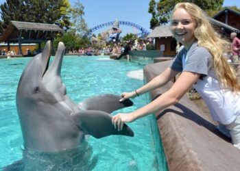 Beloved SeaWorld San Diego staple Dottie the 39-year-old dolphin dies