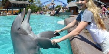 Beloved SeaWorld San Diego staple Dottie the 39-year-old dolphin dies