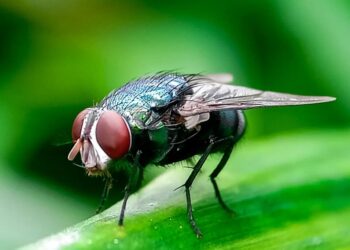 ‘Horror’ flesh-eating New World screwworm case detected in Texas: USDA
