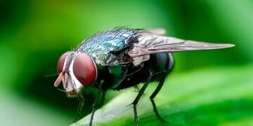 ‘Horror’ flesh-eating New World screwworm case detected in Texas: USDA