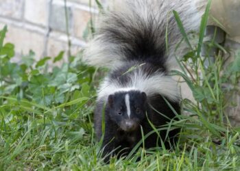 Popular household remedy for keeping skunks away dismissed as myth by wildlife expert