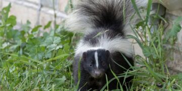 Popular household remedy for keeping skunks away dismissed as myth by wildlife expert