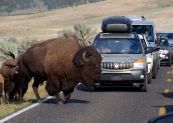 12-year-old hospitalized after being injured by bison in Yellowstone National Park