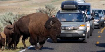 12-year-old hospitalized after being injured by bison in Yellowstone National Park