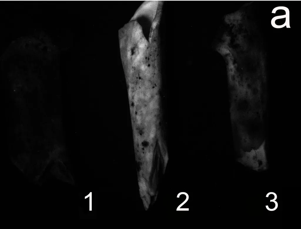 The burnt bones.