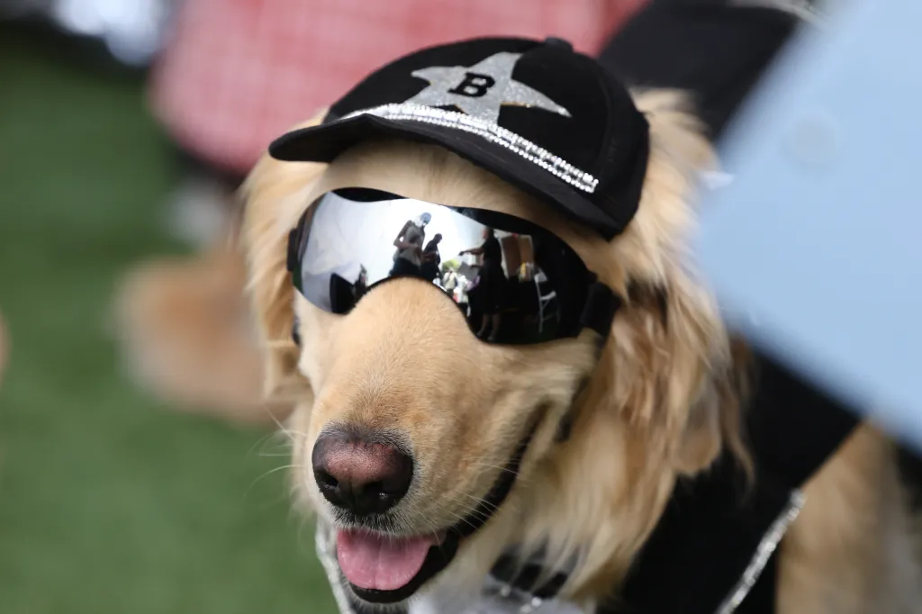 A golden retriever wearing a black baseball cap with a silver B and star design, along with black wraparound sunglasses, and a black and silver collar.