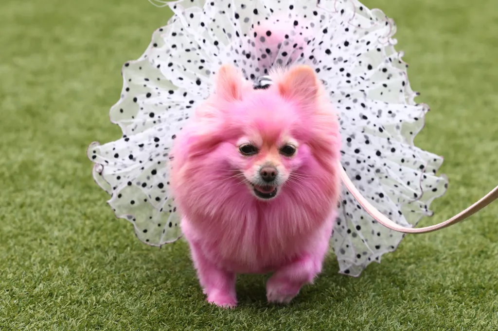 Edith, a pink dog wearing a white polka-dotted tutu and a leash, walks on green grass.