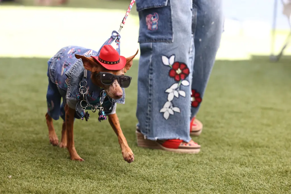 Rusty the dog wearing a denim jacket, red hat, and sunglasses, on a leash next to a person in embroidered jeans.