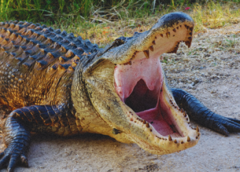 DWI Suspect Ran From the Cops, Got Attacked by an Alligator and Kept on Running