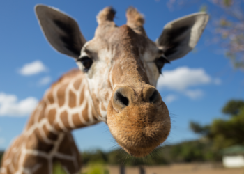 Escaped Texas Giraffe Found Safe, a Little Fatter Than Before