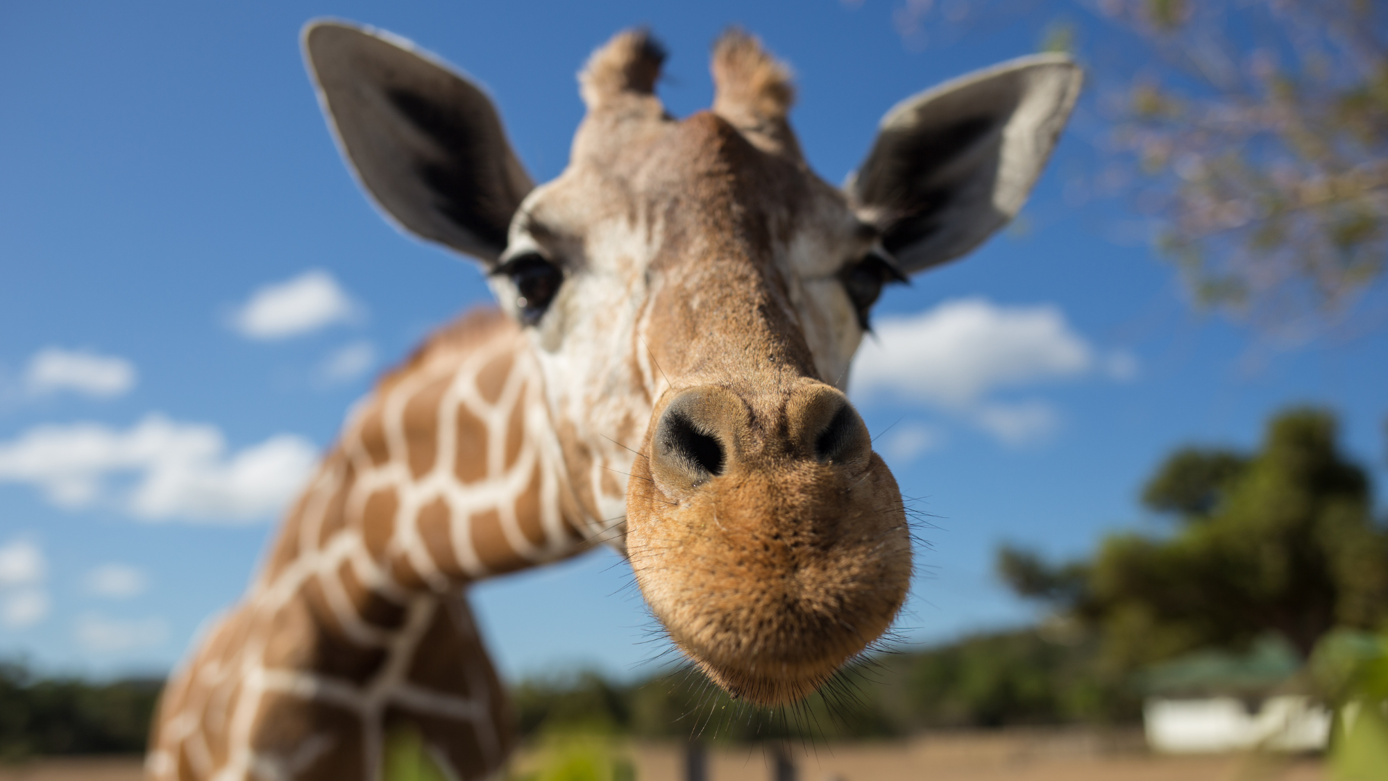 Escaped Texas Giraffe Found Safe, a Little Fatter Than Before