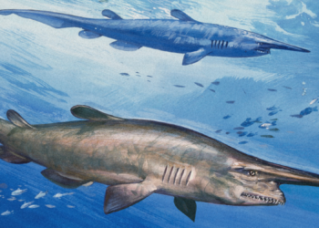 Famously Ugly Goblin Sharks Filmed Alive in Their Deep-Sea Habitat for the First Time