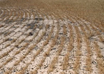 GOP’s ‘unconscionable’ omission in new farm bill has hunger experts furious