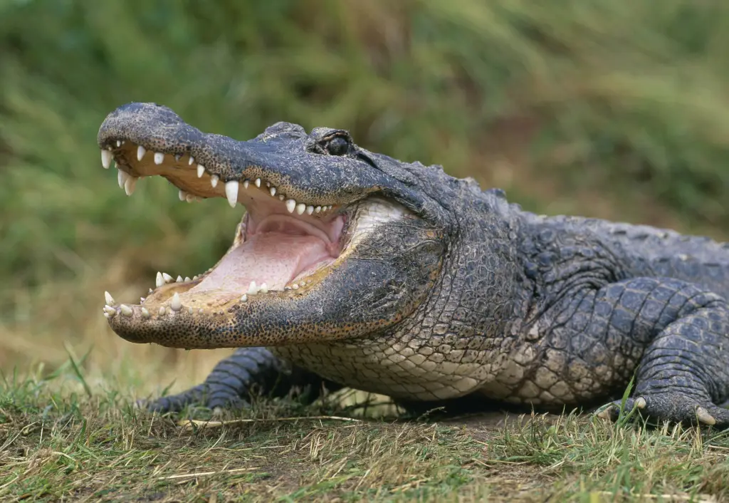 American alligator with its mouth open, showing its teeth and pink tongue, on a grassy surface.
