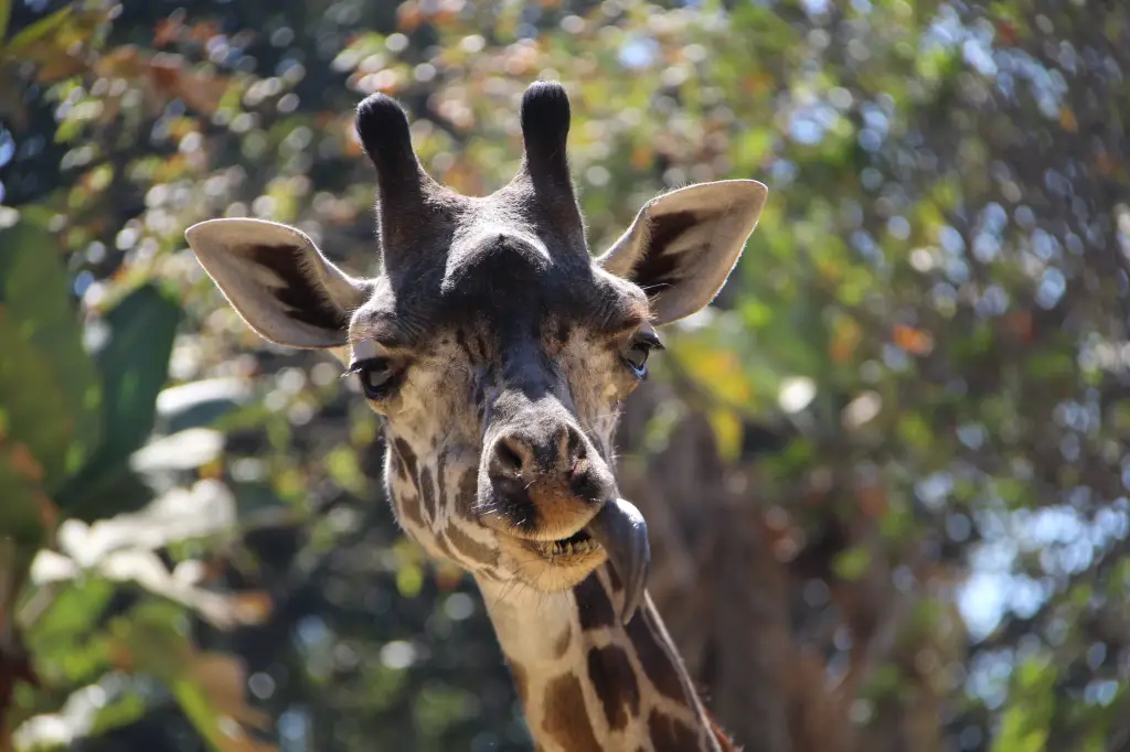 A giraffe at the Los Angeles Zoo with its tongue out.
