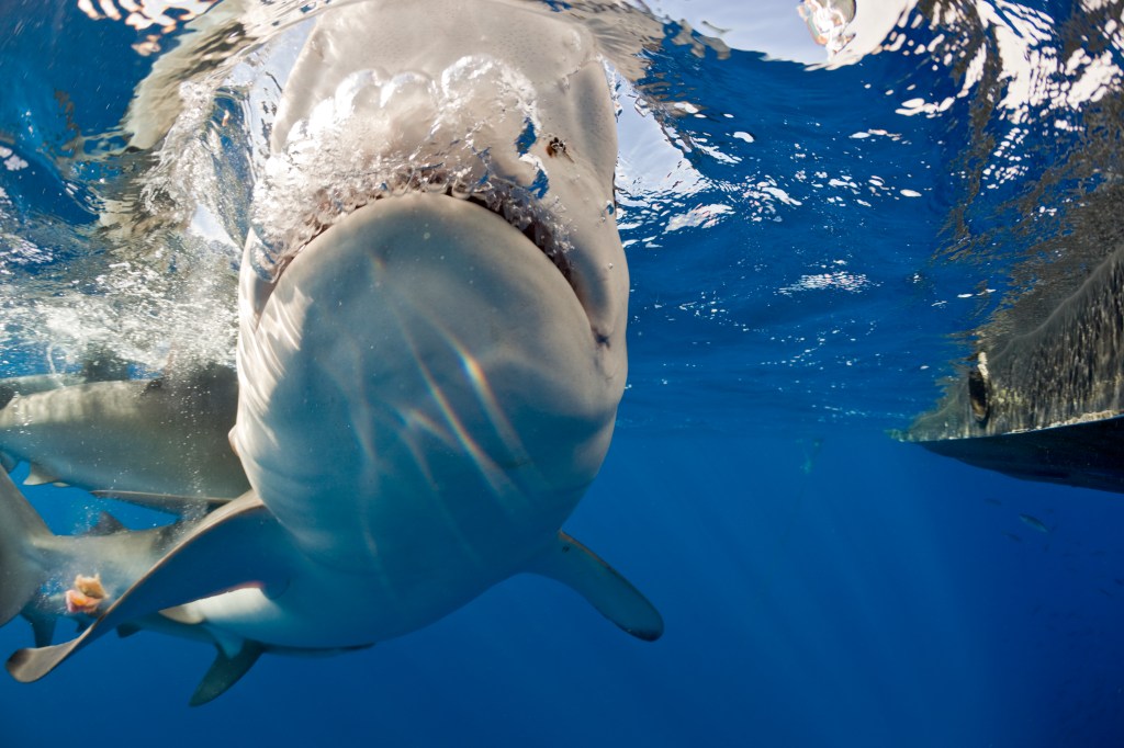 An underwater photo of a Galapagos shark near the surface, facing the camera with its mouth open, alongside other sharks and a boat.