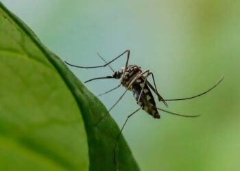 Why we don’t actually want a world without mosquitoes