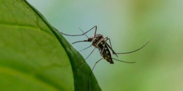 Why we don’t actually want a world without mosquitoes