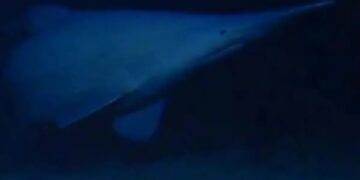 Goblin shark spotted for first time in its natural habitat — one of the deepest parts of the ocean