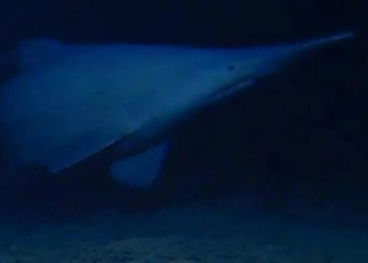 Goblin shark spotted for first time in its natural habitat — one of the deepest parts of the ocean