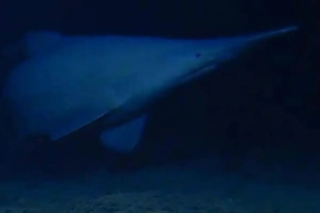 Goblin shark spotted for first time in its natural habitat — one of the deepest parts of the ocean