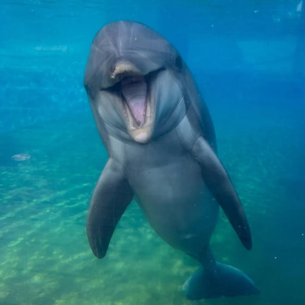 Dottie, a dolphin, with her mouth open, swimming underwater in an aquarium.