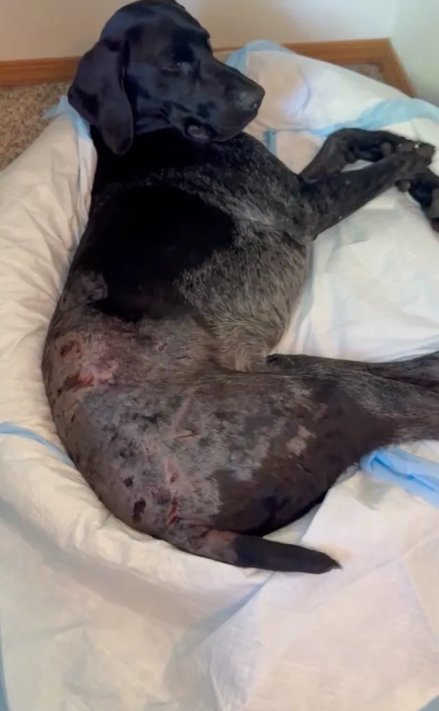 Chaos, a German short-haired pointer, recovers after surviving a black bear attack near Skilak Lake on Alaska's Kenai Peninsula on June 7.