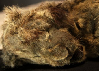 Scientists Discovered Ice Age Cave Lions Never Fully Disappeared