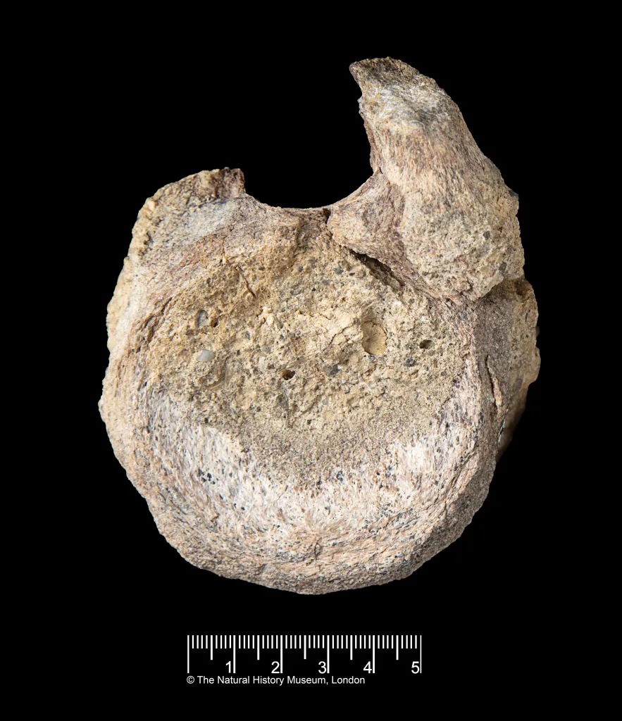Fossilized bone from a titanosaur dinosaur found in Antarctica.