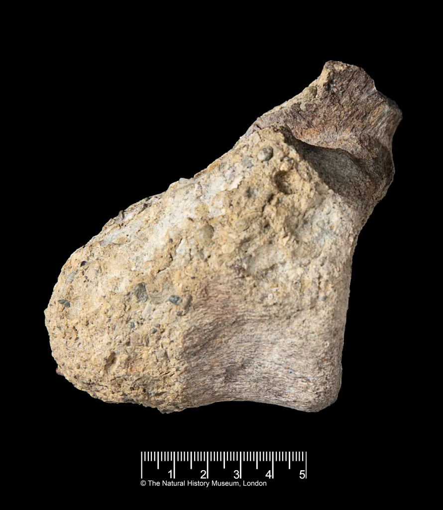 Fossil bone of a titanosaur dinosaur found in Antarctica, shown with a ruler for scale.