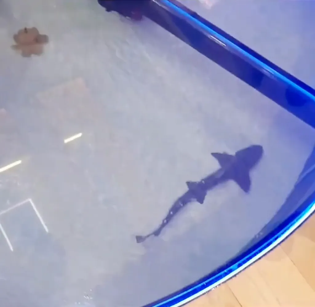A shark swimming in a home aquarium.
