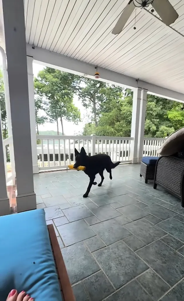 A black dog with a yellow toy in its mouth runs across a tiled patio.