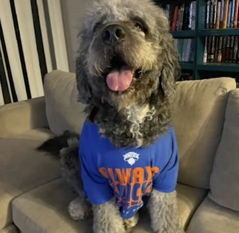 Dog wearing a blue