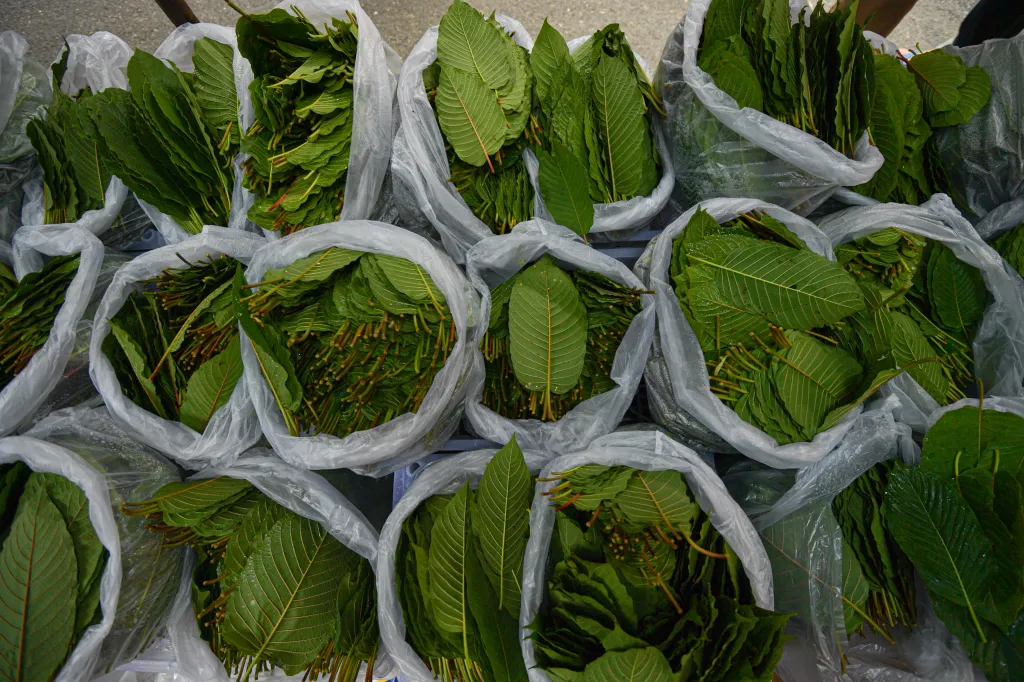 Bundles of raw kratom leaves.