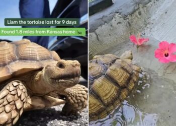 Missing tortoise reunited with family after Missouri search