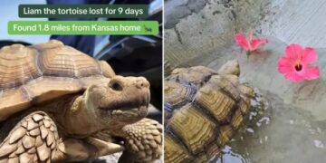 Missing tortoise reunited with family after Missouri search